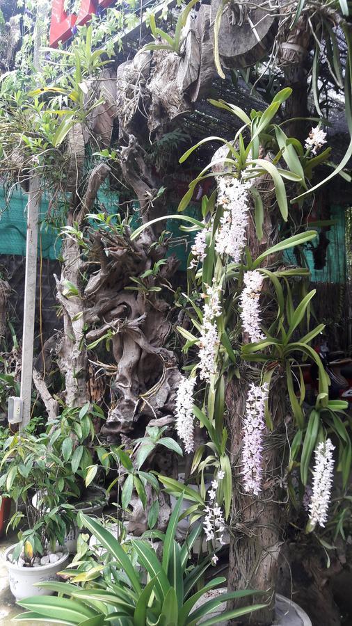 Homestay Lan Rung Nghia Lo Εξωτερικό φωτογραφία